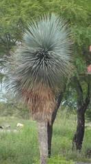 Yucca rostrata