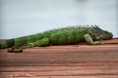 Iguana iguana