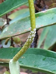 Anthurium crassiradix