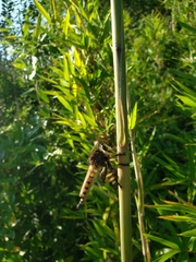 Promachus rufipes