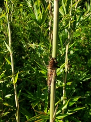 Promachus rufipes