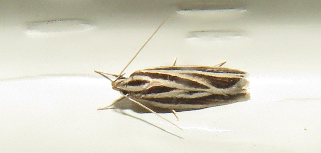 Scieropepla trinervis