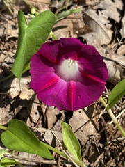 Ipomoea orizabensis