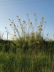 Helianthus salicifolius