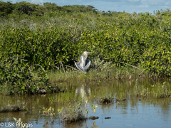 Ardea herodias occidentalis × wardi