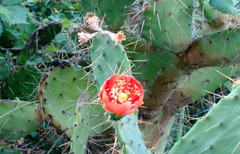 Opuntia elatior