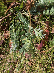Oxytropis sericea