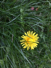 Taraxacum