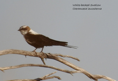 Cheramoeca leucosterna
