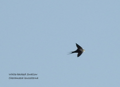 Cheramoeca leucosterna