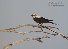 Cheramoeca leucosterna