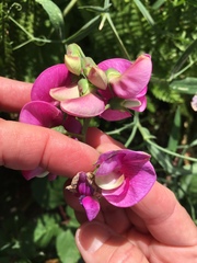 Lathyrus latifolius