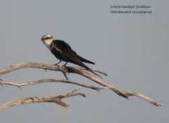 Cheramoeca leucosterna