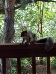 Sciurus carolinensis
