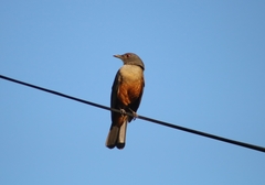 Turdus rufiventris