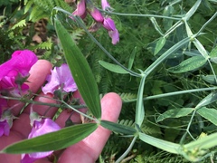 Lathyrus latifolius