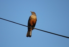 Turdus rufiventris