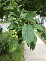 Rosaceae