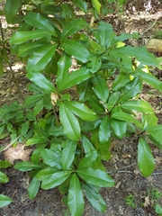 Magnoliales