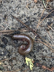 Narceus americanus