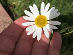 Leucanthemum vulgare