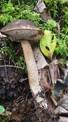 Leccinum alaskanum