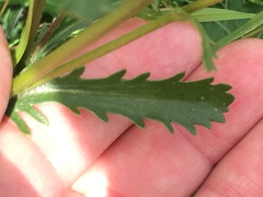 Leucanthemum vulgare