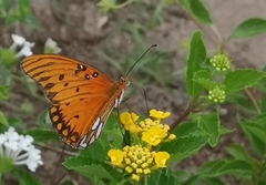 Dione vanillae
