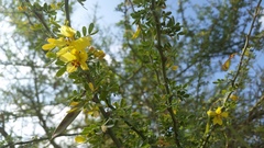 Parkinsonia texana macra