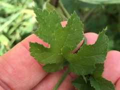 Heracleum sphondylium sphondylium