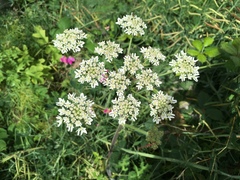 Heracleum sphondylium sphondylium