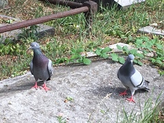 Columba livia domestica