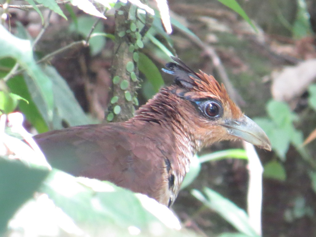 Neotropical Ground-Cuckoos