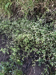 Alternanthera ficoidea