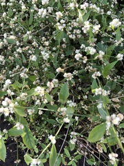 Alternanthera ficoidea