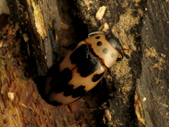 Ischyrus quadripunctatus