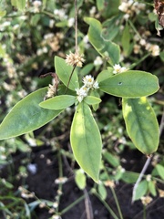 Alternanthera ficoidea