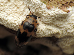 Ischyrus quadripunctatus
