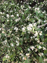 Alternanthera ficoidea