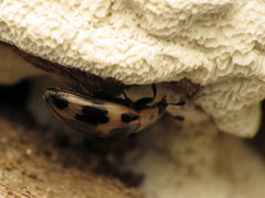 Ischyrus quadripunctatus