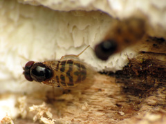 Mycodrosophila