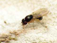 Mycodrosophila