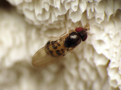 Mycodrosophila