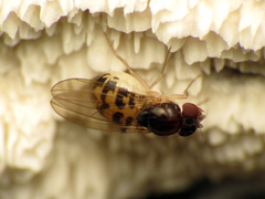 Mycodrosophila