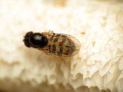 Mycodrosophila