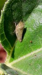 Xerophloea