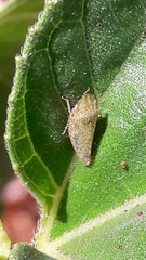 Xerophloea