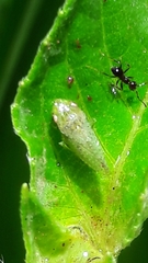 Xerophloea