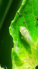 Xerophloea