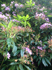 Rhododendron ponticum